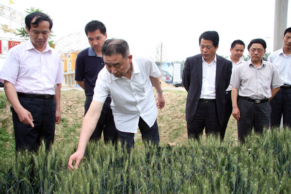 省小麦后期管理督导组到我县督导小麦后期管理工作