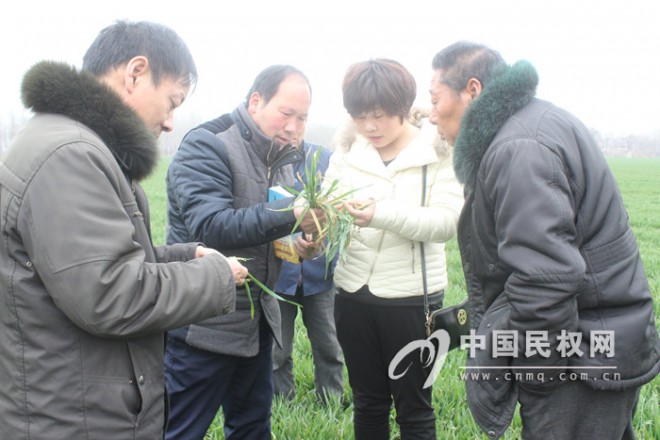 县农业局技术人员元宵节下乡指导农业生产