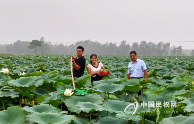 胡集回族乡：荷塘景色引游人莲子采摘潮