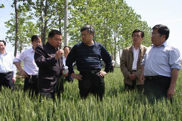 县委书记江文玉查看麦田管理和农田水利基本建设情况