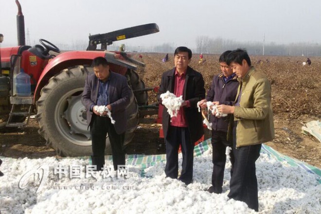 我县高产示范片区棉花喜获丰收