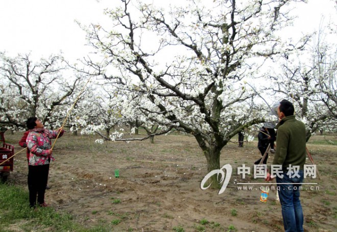 花上枝头人上树&nbsp;&nbsp;又到一年梨花授粉时