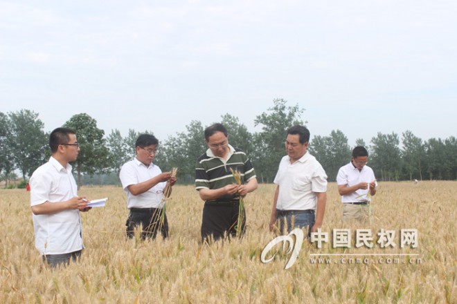 市农业局组织专家对河南省小麦病虫草害综合防治民权县万亩示范区检查验收