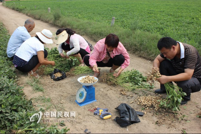 县农业局对我县万亩高产创建项目区花生进行实地测产