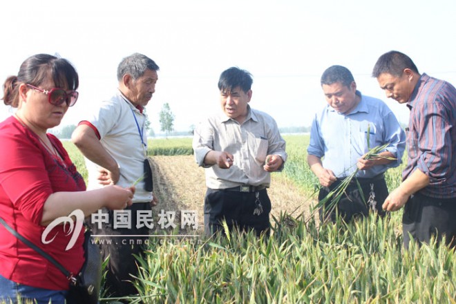 田间麦穗缺粒多&nbsp;专家进田找原因