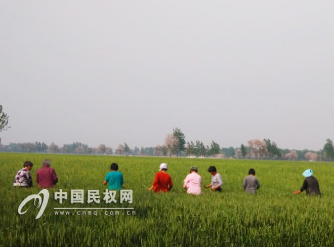 胡集回族乡：“五一”假期“除杂”忙