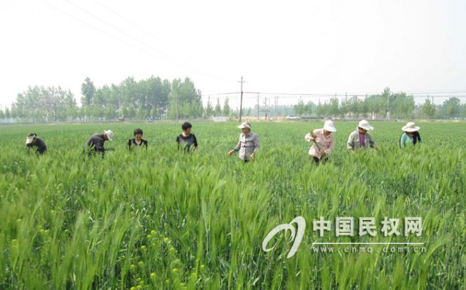 野岗乡小麦“除杂”行动持续进行中