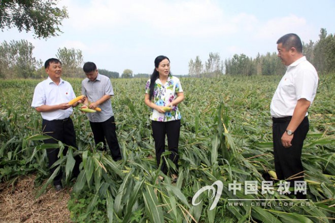 县领导深入到部分乡镇实地查看大风冰雹灾情