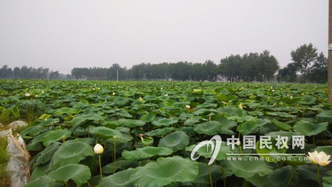 胡集回族乡：农旺家庭农场荷花又开美景引人