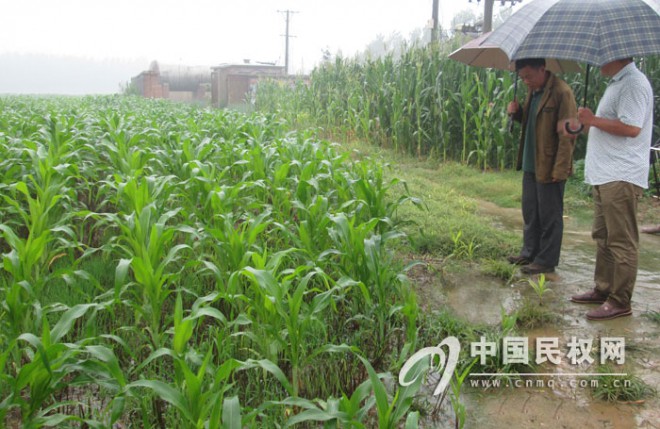 野岗乡农办工作人员冒雨视察农田积水情况